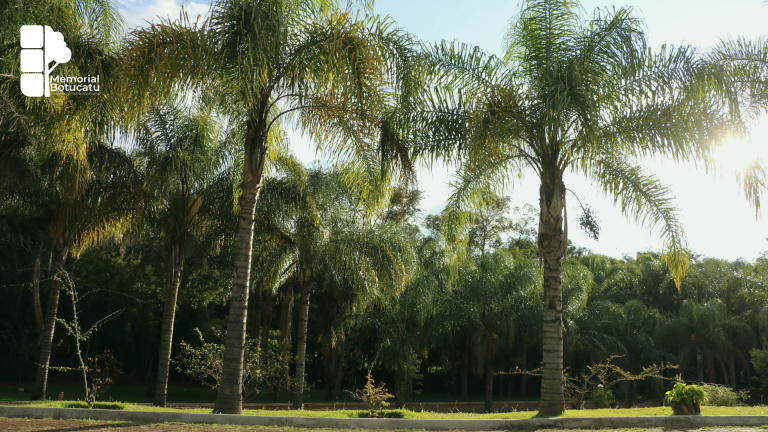 Alameda de memorial-jardim moderno com placas discretas no gramado e natureza ao redor