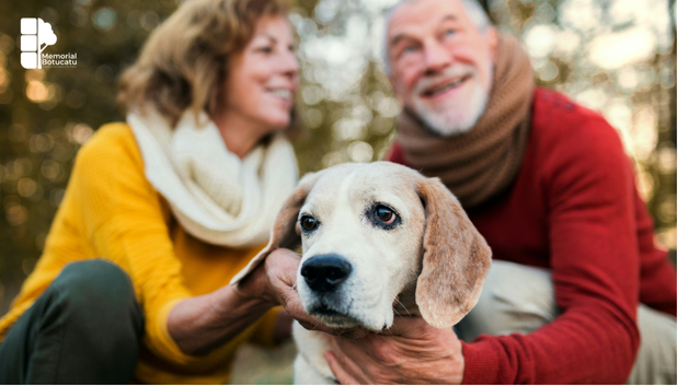 Tutor acariciando cachorro idoso ao lado de gato sênior no sofá de casa